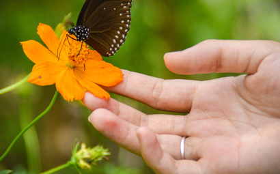 A hand touching an orange flower that has a butterfly resting on it